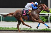 Polytrack specialist Emerald Hill at his last win last December.<br>Photo by Singapore Turf Club